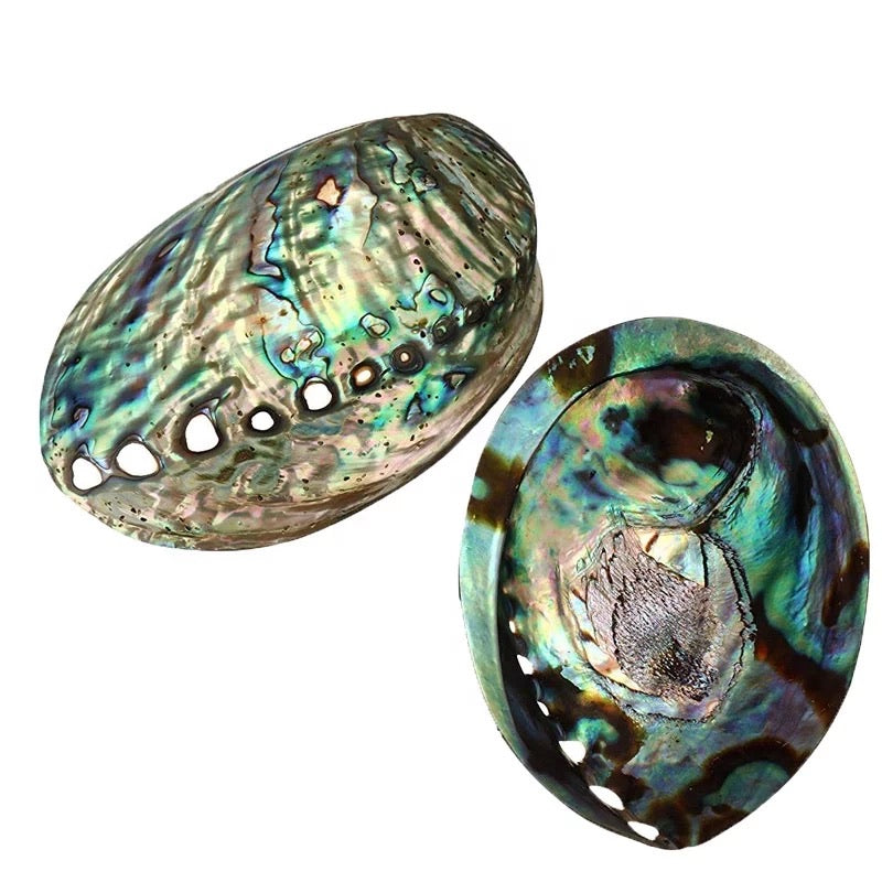 Abalone Shell